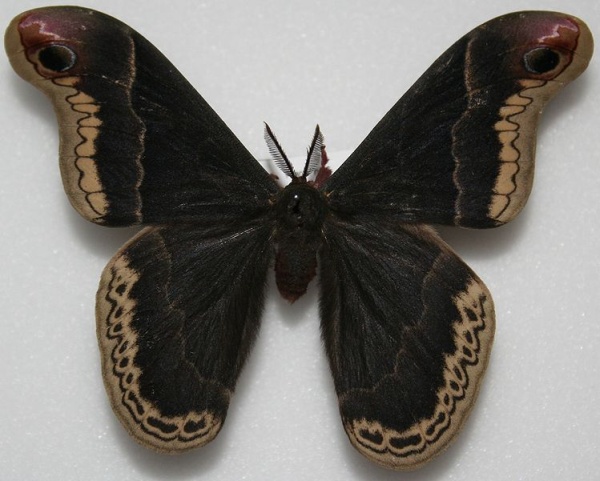 Male Promethea moth (photo from Wikimedia Commons)