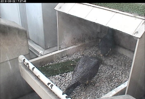 Unbanded young female, back to camera, bows with Terzo (photo from the National Aviary falconcam at Univ of Pittsburgh)