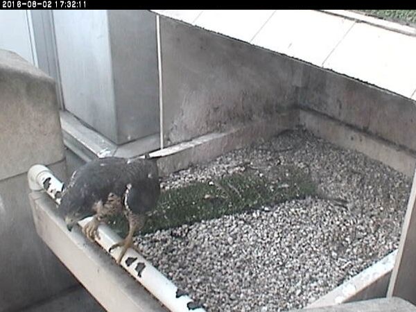 Unbanded young female peregrine leaving Cathedral of Learning nest (photo from the National Aviary falconcam at Univ of Pittsburgh)