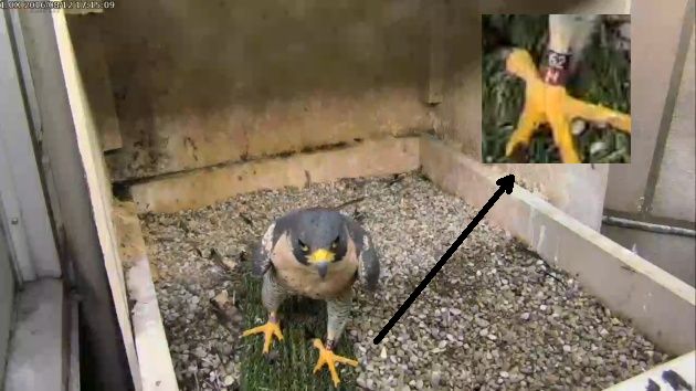 Magnum at the Cathedral of Learning nest, 12 August 2016, 5:15pm (photo from the National Aviary falconcam at Univ of Pittsburgh)