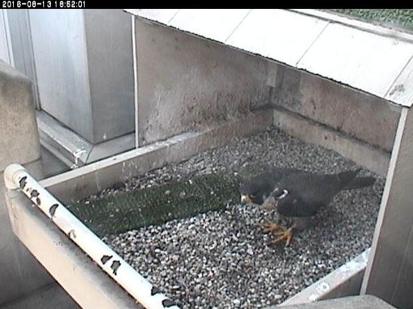 Hope returns to the nest, 13 August 2016 at 6:52 pm (photo from the National Aviary snapshot camera at Univ of Pittsburgh)