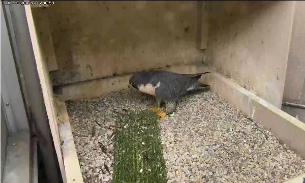 Hope reappears at Pitt, 28 Aug 2016, 3:30pm (photo from the National Aviary falconcam at Univ of Pittsburgh)
