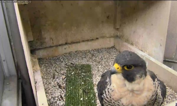 Hope at Pitt, 28 Aug 2016, 3:34pm (photo from the National Aviary falconcam at Univ of Pittsburgh)