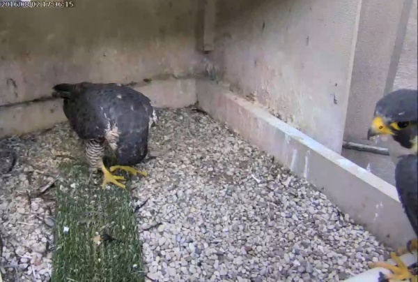 Unbanded young female bows to Terzo (photo from the National Aviary falconcam at Univ of Pittsburgh)