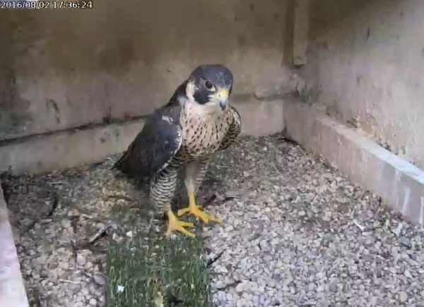 Unbanded young female peregrine visits Cathedral of Learning nest, 2 August 2016 (photo from the National Aviary falconcam at Univ of Pittsburgh)