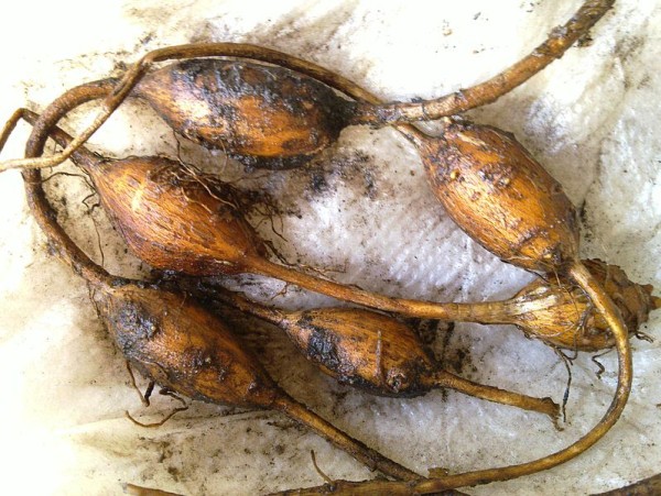 Tubers ("potatoes") of American groundnut (photo from Wikimedia Commons)