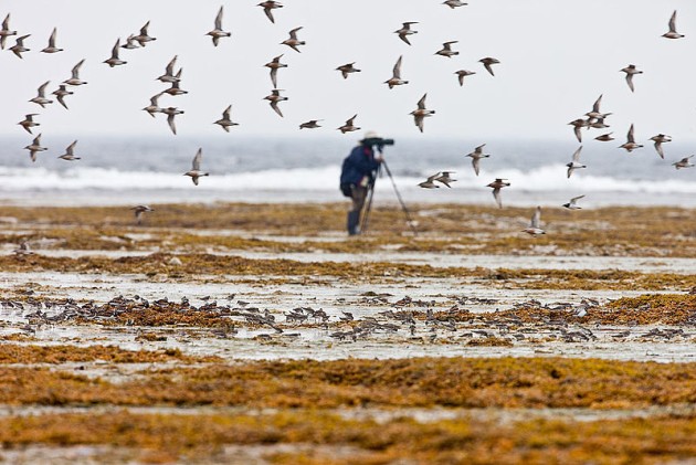 A photographer and shorebirds at the Mingan Archipelago, Quebec (photo from Wikimedia Commons)