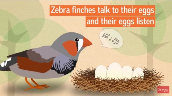 Screenshot from Science video about zebra finch nest songs (Click on the image to see the video)