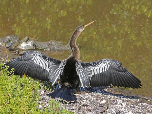 Anhinga sunning at Ding Darling NWR, Florida (photo from Wikimedia Commons)