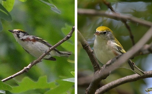 Chestnut-sided warbler, Spring and Fall (photos by Andy Reago & Chrissy McClarren via Wikimedia Commons)