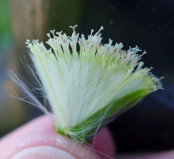 Individual pilewort flower capsule, opened and spread to shw the tiny flowers (photo by Kate St. John)