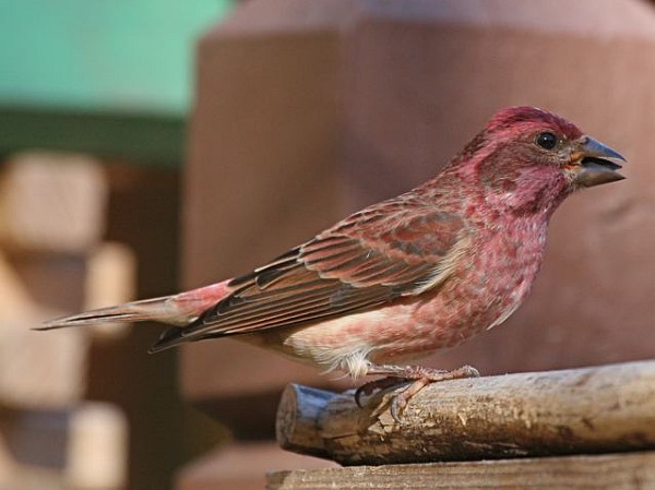 Purple finch (photo by Chuck Tague)