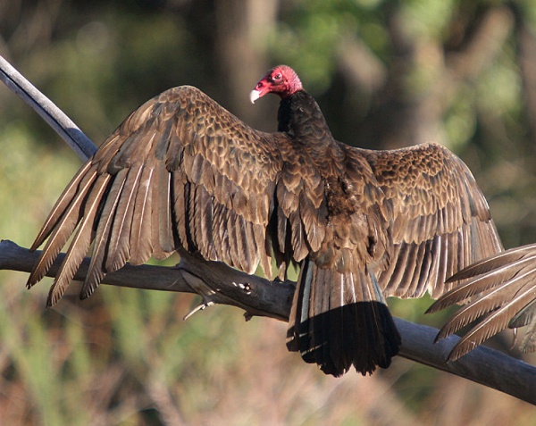 Turkey vulture sunning at Bluff, Utah (photo from Wikimedia Commons)