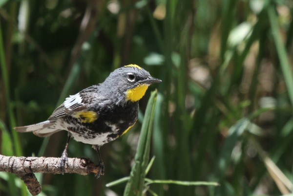 Yellow-rumped (Audubon's) warbler (photo by Steve Valasek)