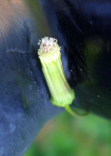 Individual pilewort flower (photo by Kate St. John)