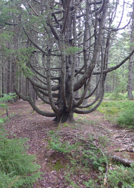 Odd branching on a pine, Mount Desert Island, Maine (photo by Kate St. John)