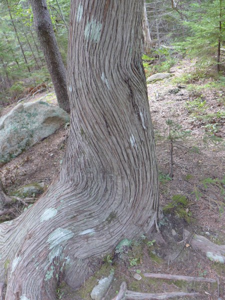 Pattern of growth on cedar trunk (photo by Kate St. John)