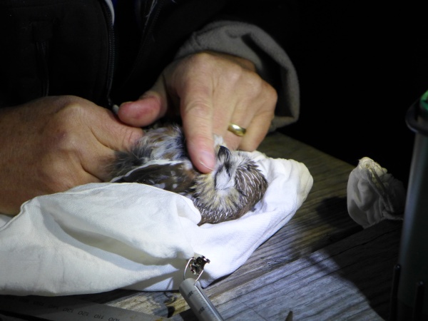 Bob examines a northern saw-whet owl prior to banding (photo by Kate St. John)