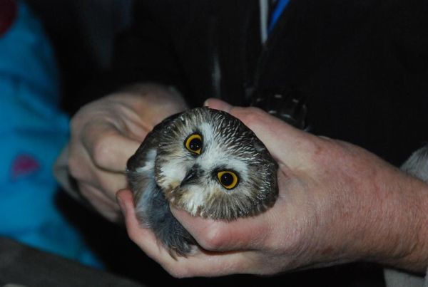 Northern saw-whet owl being examined before banding (photo by Donna Foyle)