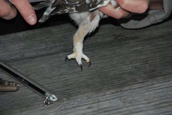 Northern saw-whet leg and talons. Those talons are needle sharp! (photo by Donna Foyle)
