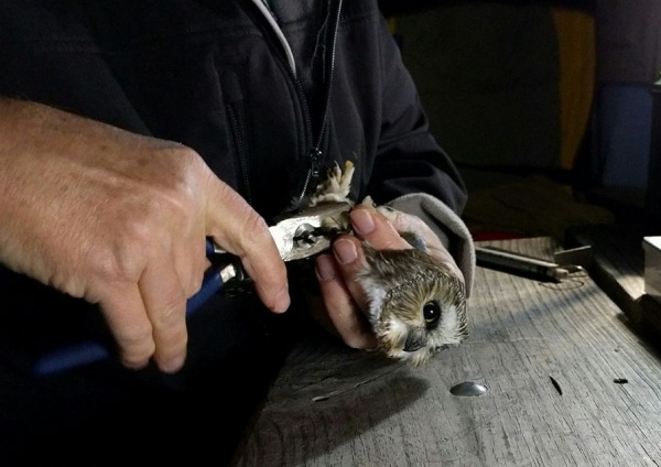 Bob Mulvihill applies a band to a northern saw-whet owl's leg (photo by Kathy Miller)