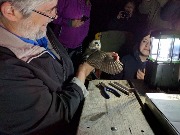 Bob spreads the owl's wing to examine the color of the wing feathers and determine its age (photo by Kathy Miller)
