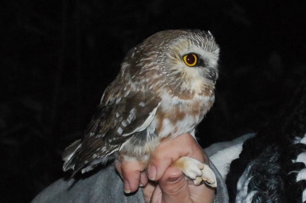 Northern saw-whet owl at banding, 26 Oct 2016 (photo by Donna Foyle)