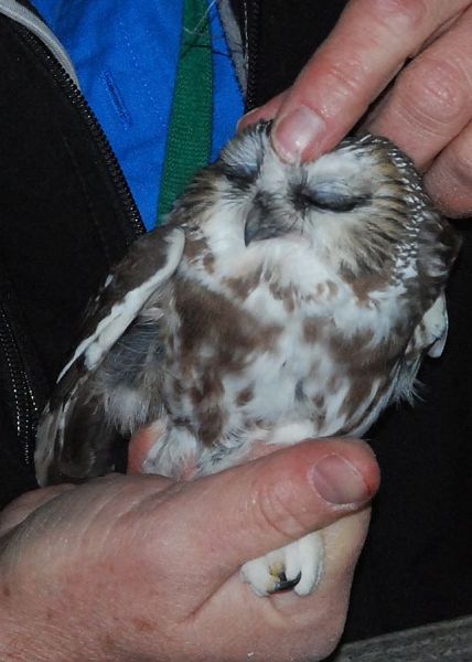 Northern saw-whet owl in the hand (photo by Donna Foyle)