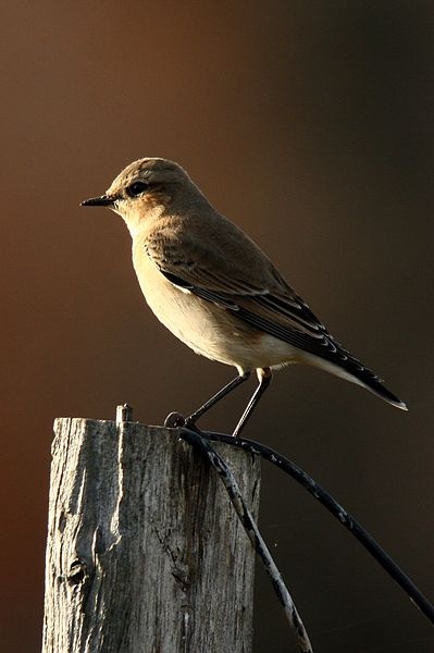 Northern wheatear in non-breeding plumage, October (photo from Wikimedia Commons)