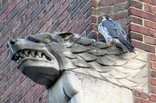 Peregrine perched at Lawrence Hall gargoyle, Blvd of the Allies facing Smithfield St, 27 Sep 2016 (photo by Lori Maggio)