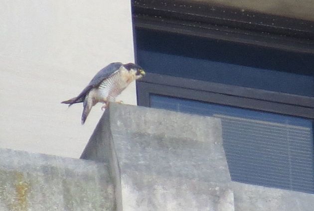 Peregrine at the Gulf Tower nest zone, 28 Sep 2016 (photo by Lori Maggio)