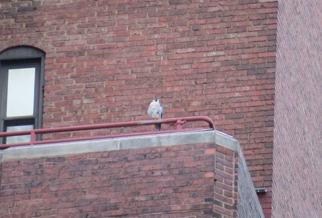 Peregrine on porch railing at Lawrence Hall, 30 Sep 2016 (photo by Lori Maggio)