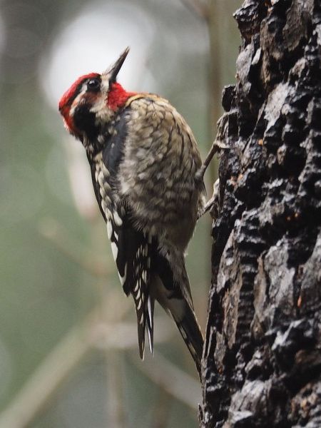 Red-naped sapsucker (photo by J. Maughn, Creative Commons license via Flickr)