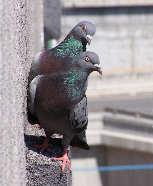Pigeons (photo from Wikimedia Commons)