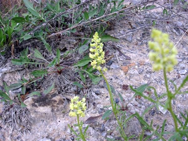 Wild mignonette, Lawrence County (photo by Mike Fialkovich)