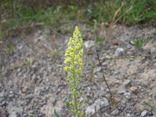 Wild mignonette, Reseda lutea, found in Lawrence County (photo by Mike Fialkovich)