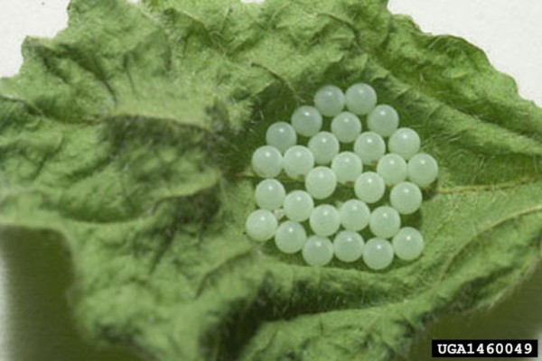 Brown marmorated stink bug eggs (photo by David R. Lance, USDA APHIS PPQ, Bugwood.org)