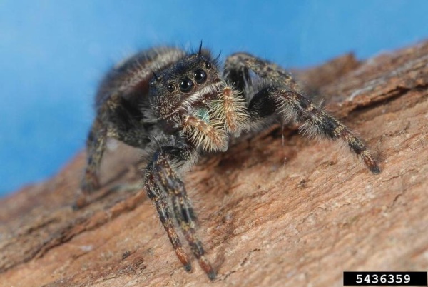 Daring jumping spider (photo by Joseph Berger, Bugwood.org)