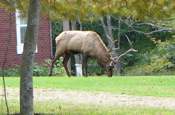 Bull elk grazing in a front yard, 4 Oct 2016 (photo by Kate St. John)