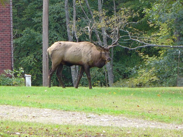 Bull elk in Elk Country, Pennsylvania, 4Oct 2016 (photo by Kate St. John)