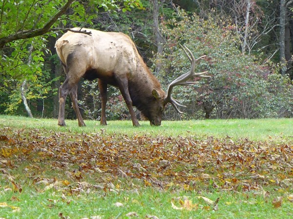 Bull elk grazing in a front yard in Elk County, 4 Oct 2016 (photo by Kate St.John)