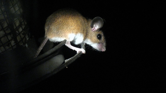 White-footed mouse raiding the peanut feeder at night (photo by Rob Ireton, Creative Commons license on Flickr)