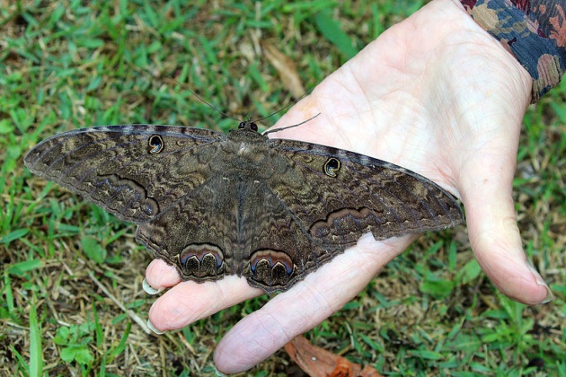Black witch moth on an adult's hand (photo from Wikimedia Commons)