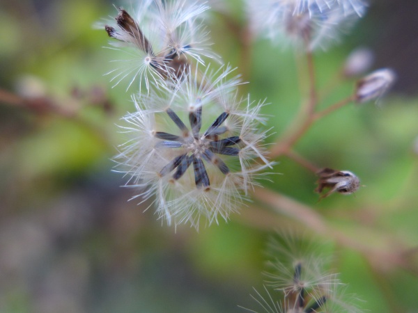 White snakeroot gone to seed (photo by Kate St. John)