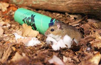 White-footed mouse with anti-tick tube and cottonball bedding (photo from tickencounter.org)