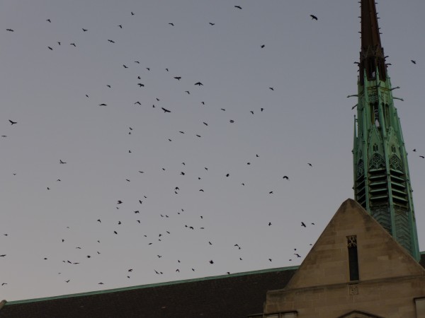 Hundreds of crows above Bayard (photo by Kate St. John)