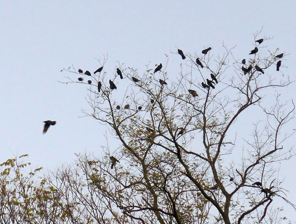 Crows assemble in the treetops (photo by Kate St.John)