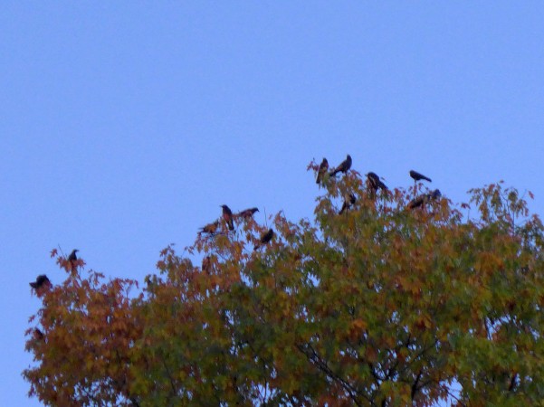 Crows settle on the treetops on Pitt's campus, 4 Nov 2016 (photo by Kate St. John)