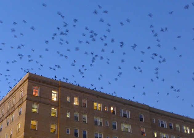 Crows burst off a building as they prepare to roost in Oakland, 4 Nov 2016 (photo by Kate St.John)
