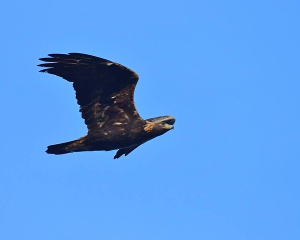 Golden eagle flies past the Allegheny Front Hawk Watch, 1 Nov 2016 (photo by Anthony Bruno)